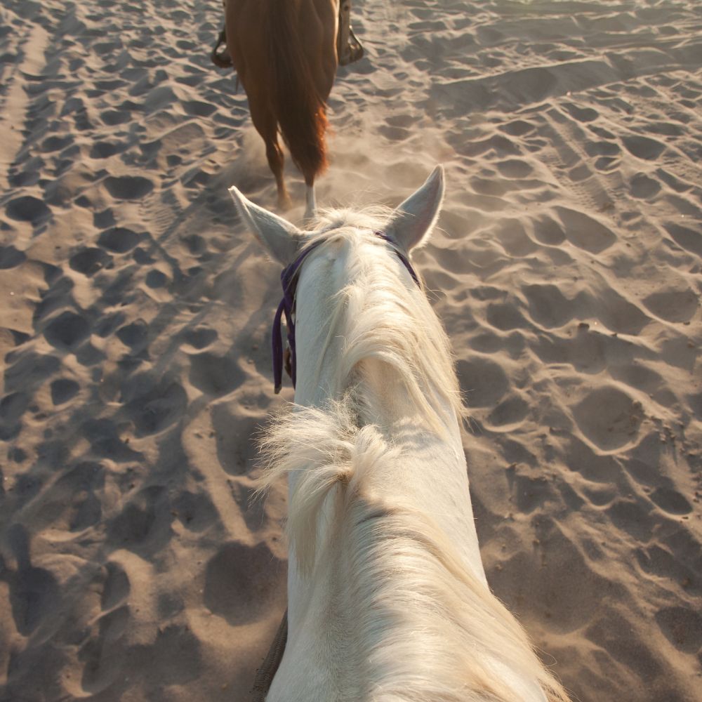Horse Riding