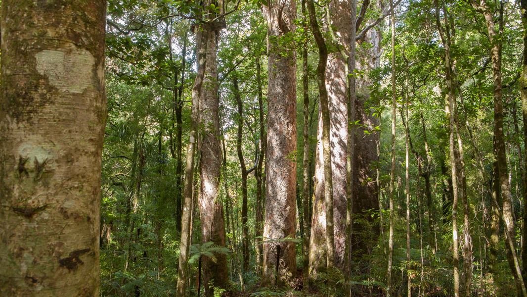 Waipoua Forest Trails